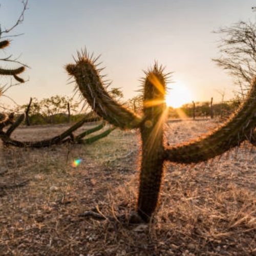 Qualidade de vida no sertão do Ceará: desafios e avanços de um povo resiliente