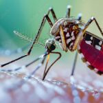 Prevenção da dengue: vacinas, repelentes e atitudes que salvam vidas