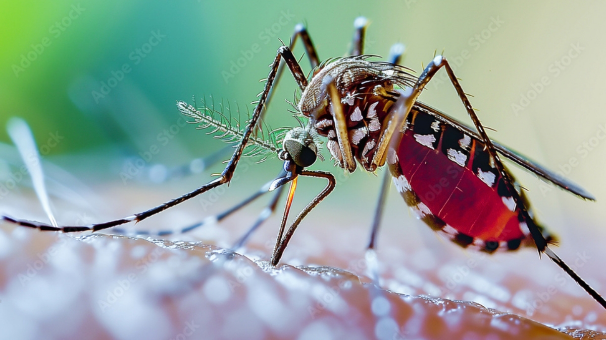 Prevenção da dengue: vacinas, repelentes e atitudes que salvam vidas