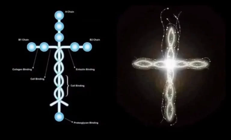 Laminina: a proteína em forma de cruz que sustenta os tecidos do corpo humano e intriga a ciência