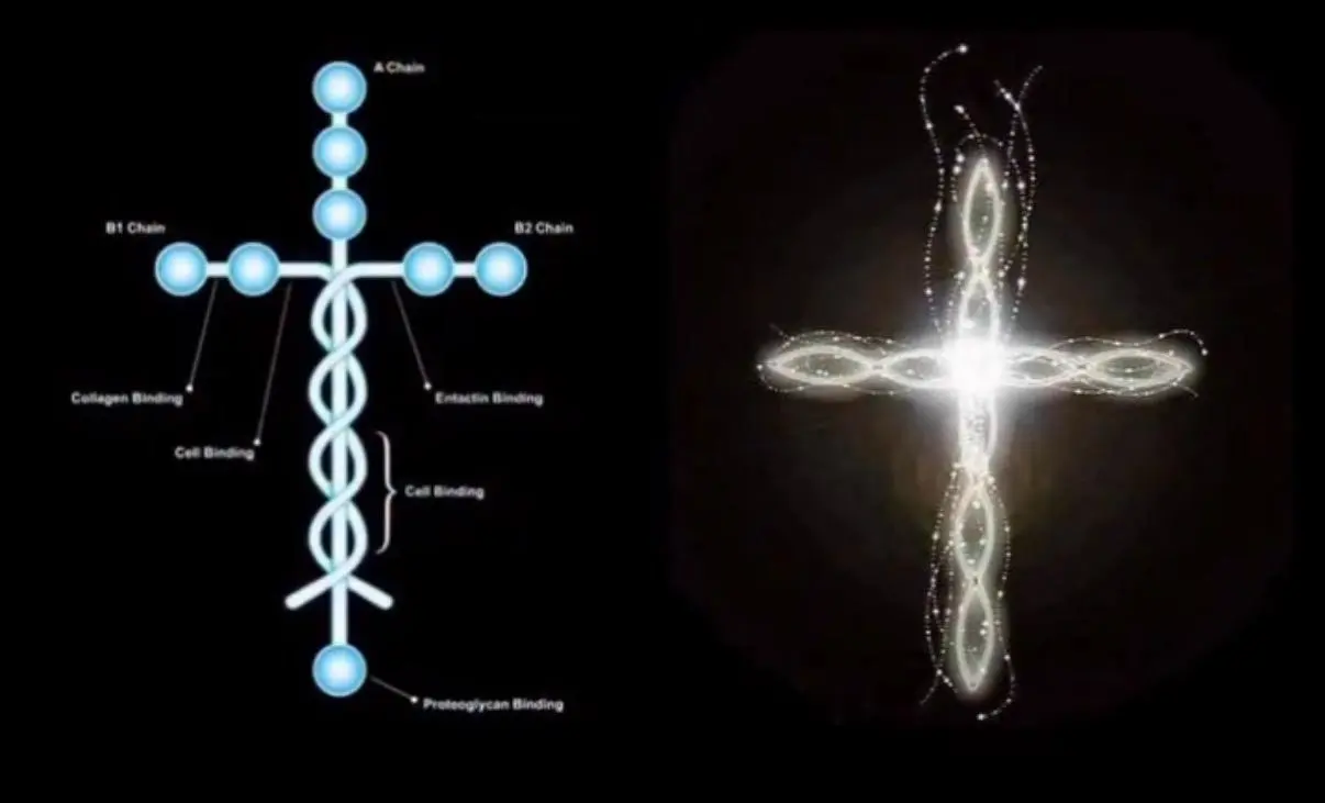 Laminina: a proteína em forma de cruz que sustenta os tecidos do corpo humano e intriga a ciência